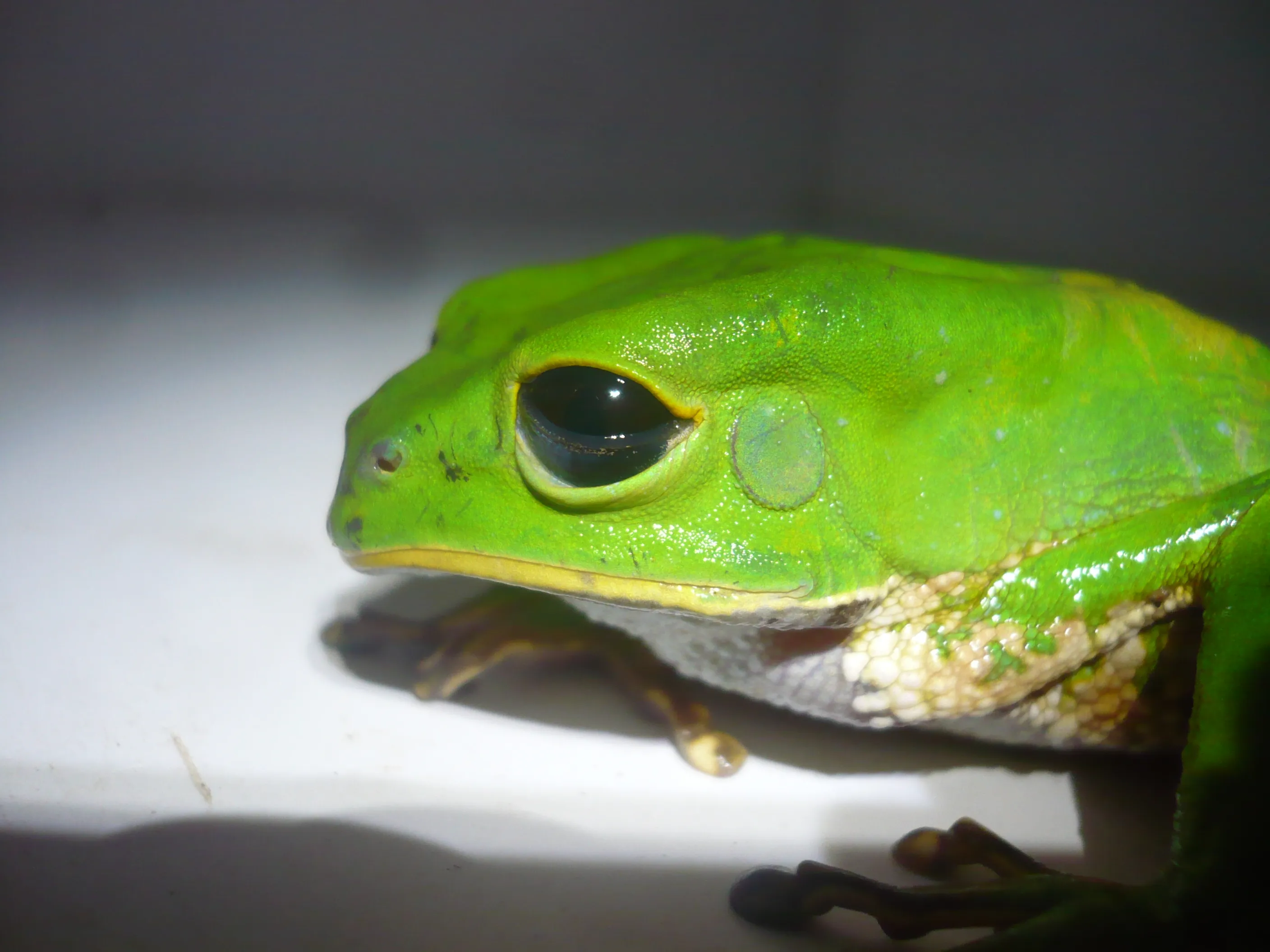 クロメサルネコメガエル