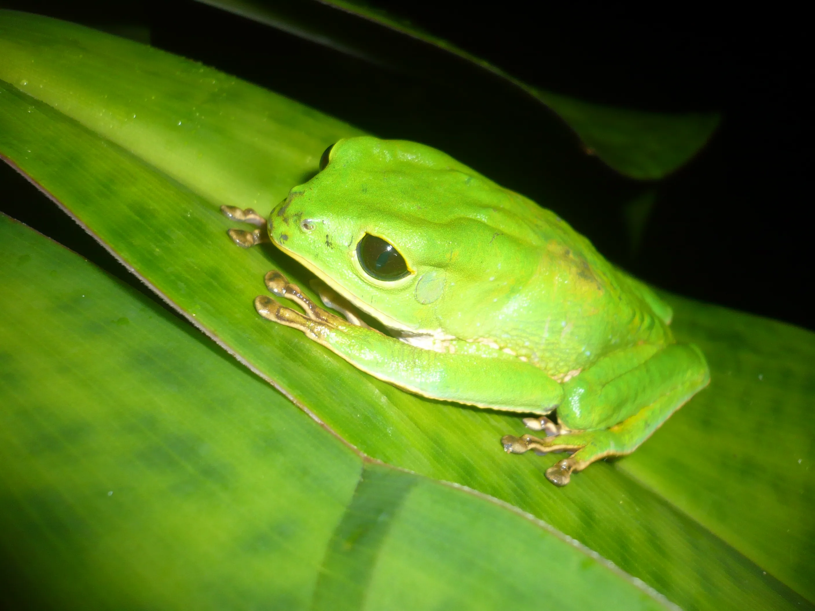 クロメサルネコメガエル