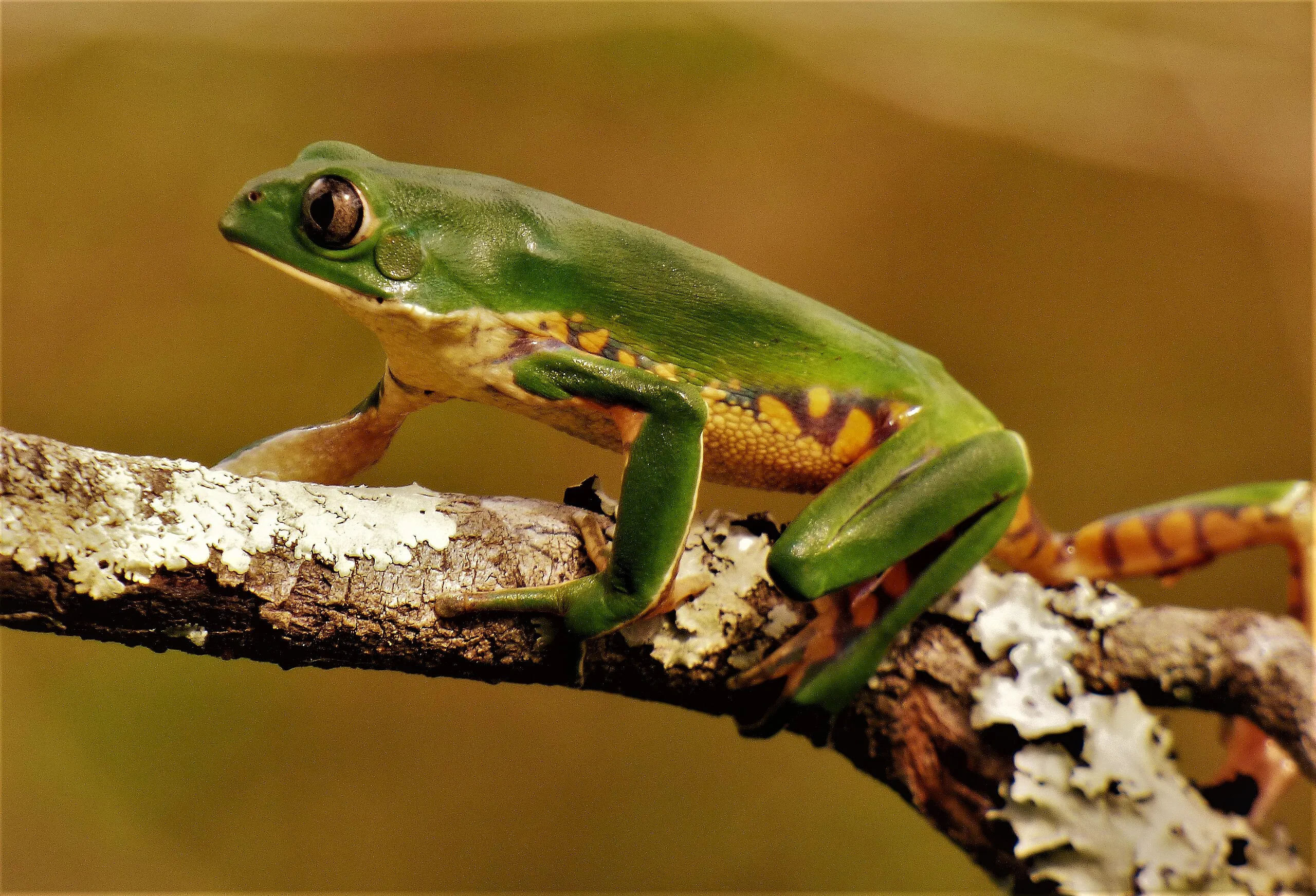 Southern walking leaf frog