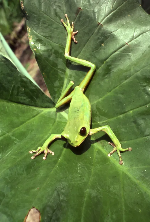 Tarsier leaf frog