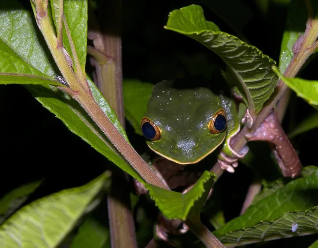 Phyllomedusa venusta