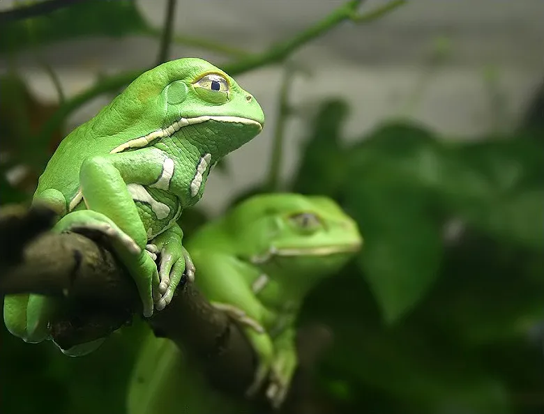 Waxy monkey leaf frog