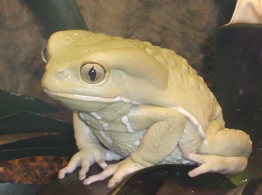 ワキシーモンキーネコメガエル