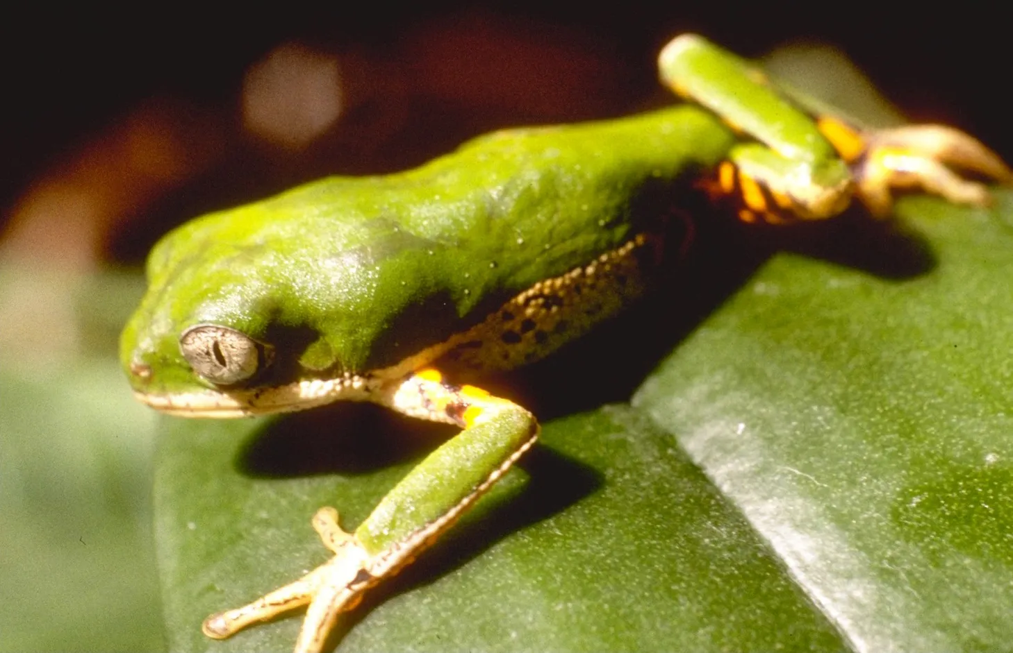 Northern orange-legged leaf frog