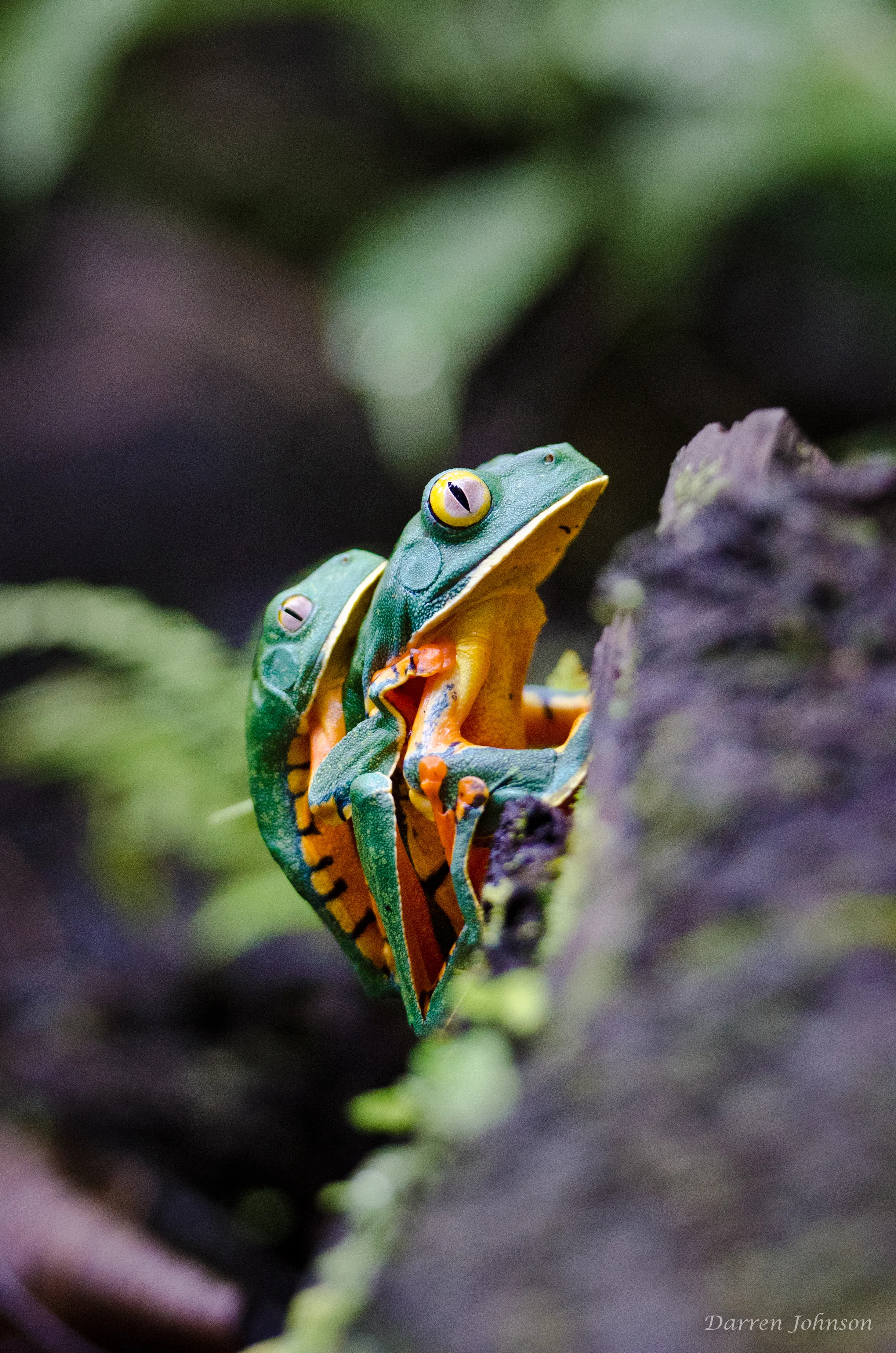 Sylvia's tree frog