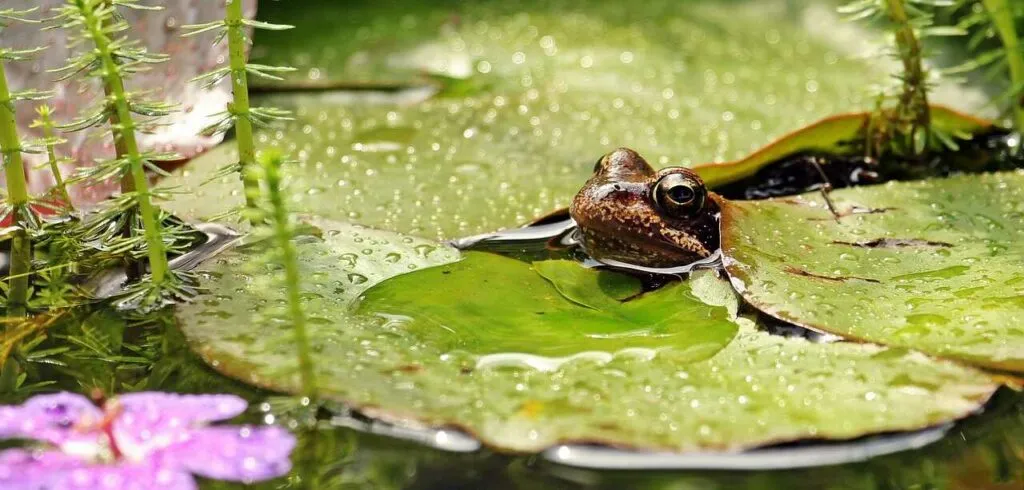 カエル