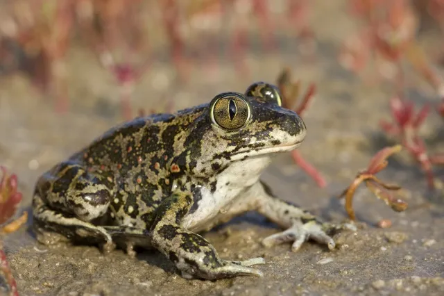 Eastern Garlic Toad