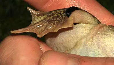 Western Garlic Toad