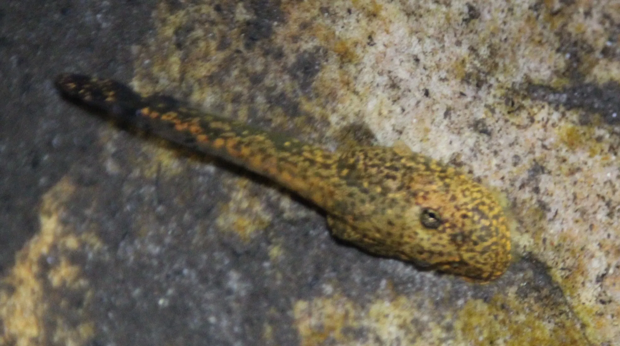 Cederberg Ghost Frog