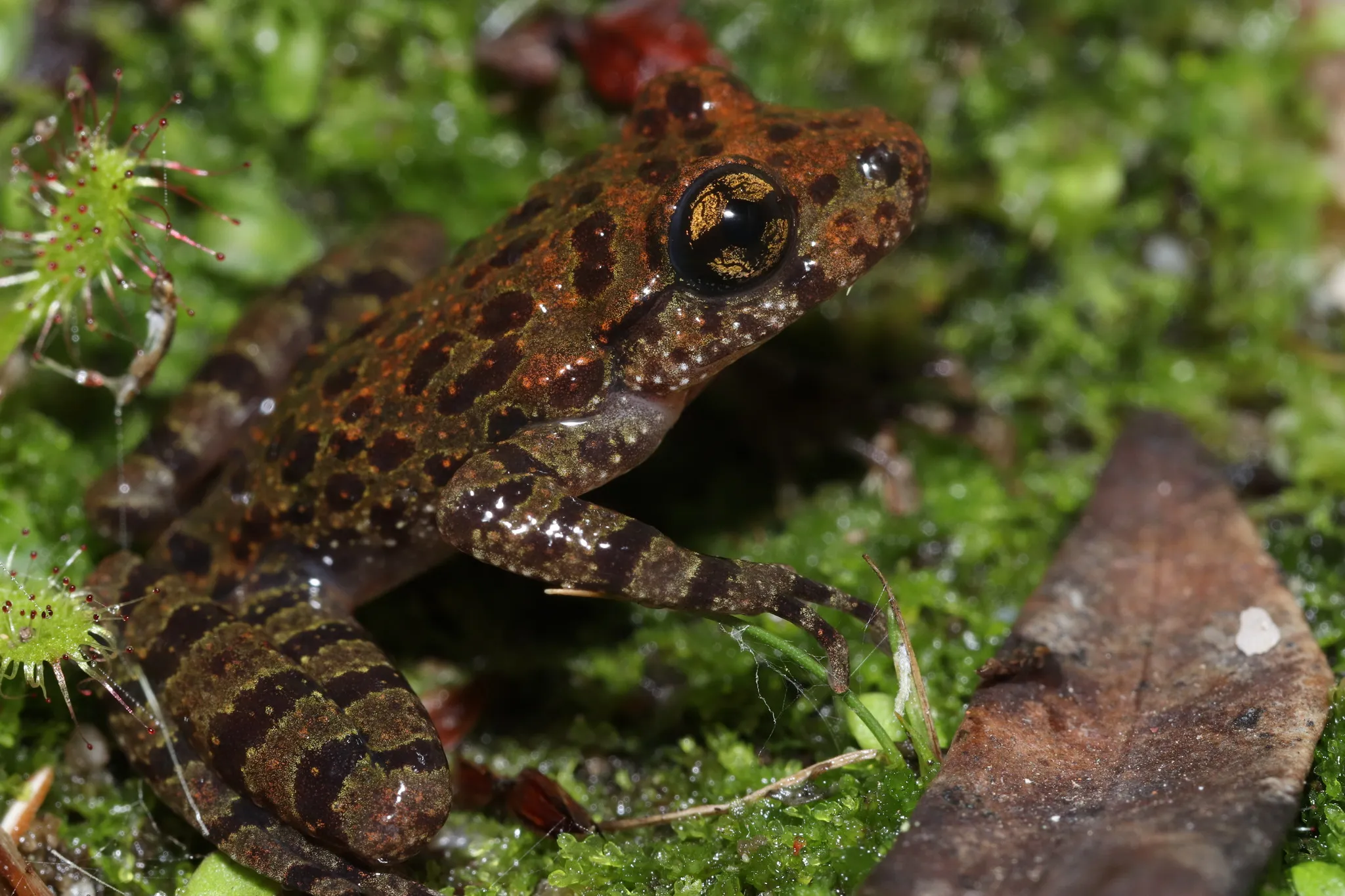 Cederberg Ghost Frog