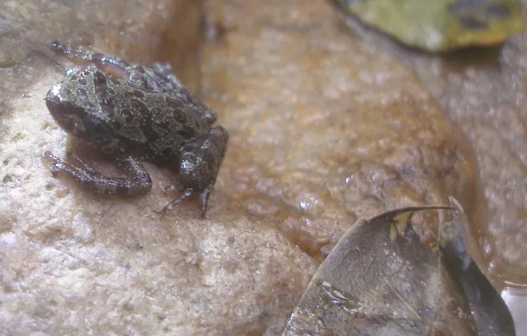 Eastern Ghost Frog