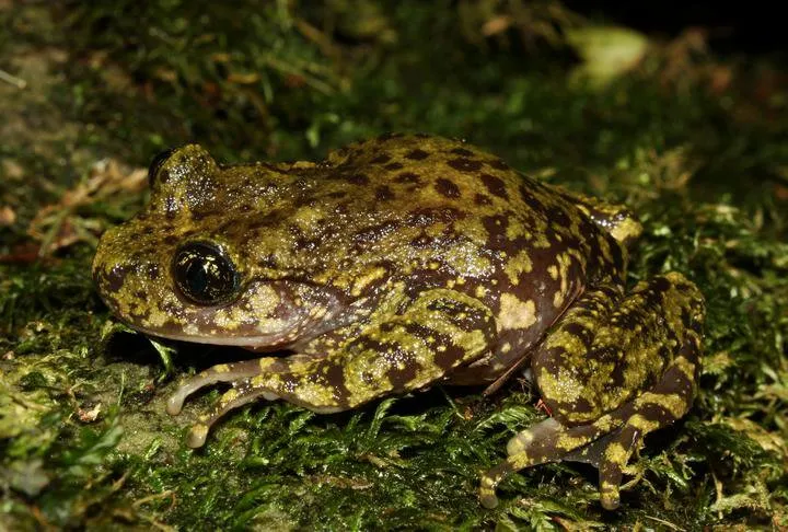 Natal Ghost Frog