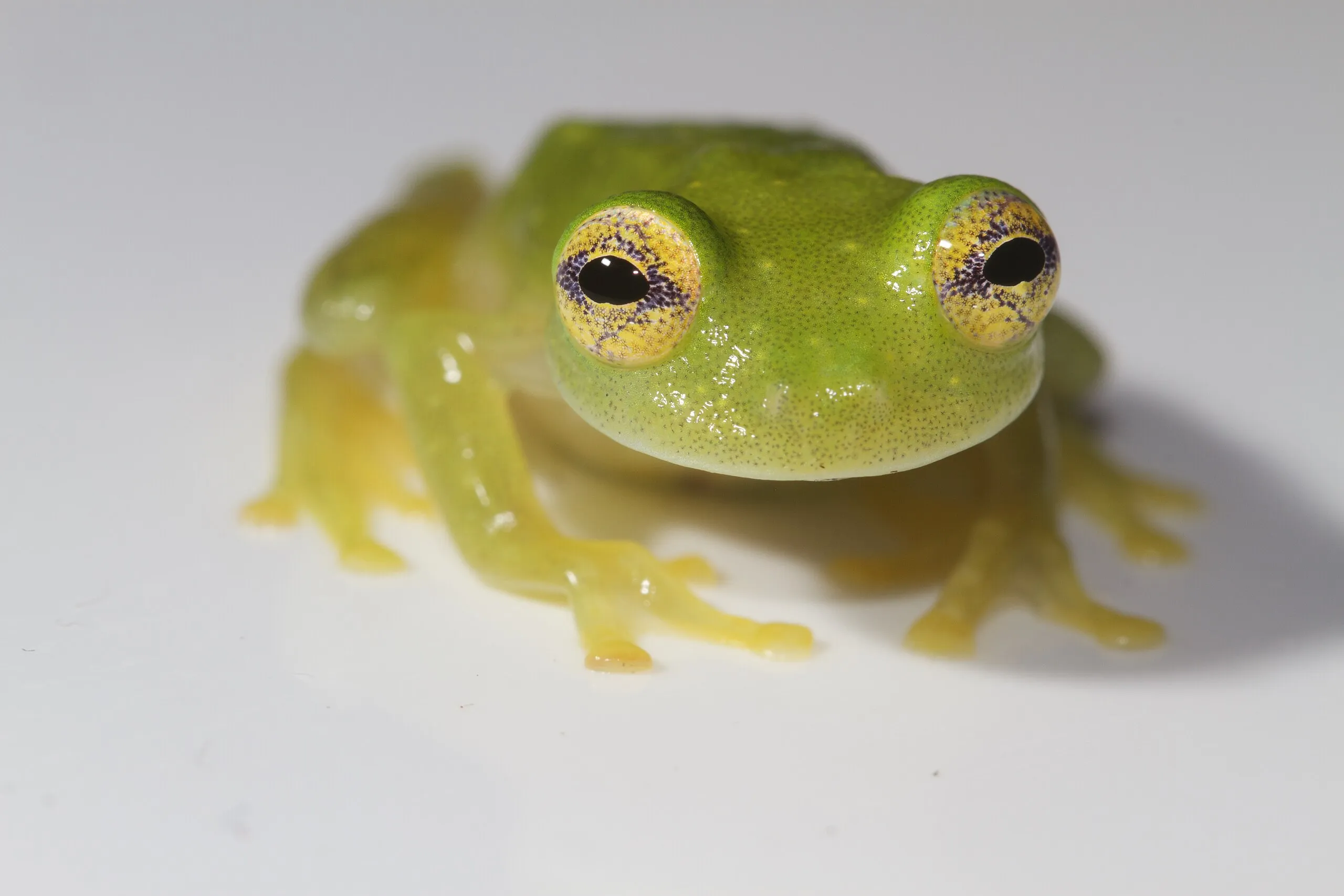 ハダカガラスガエル