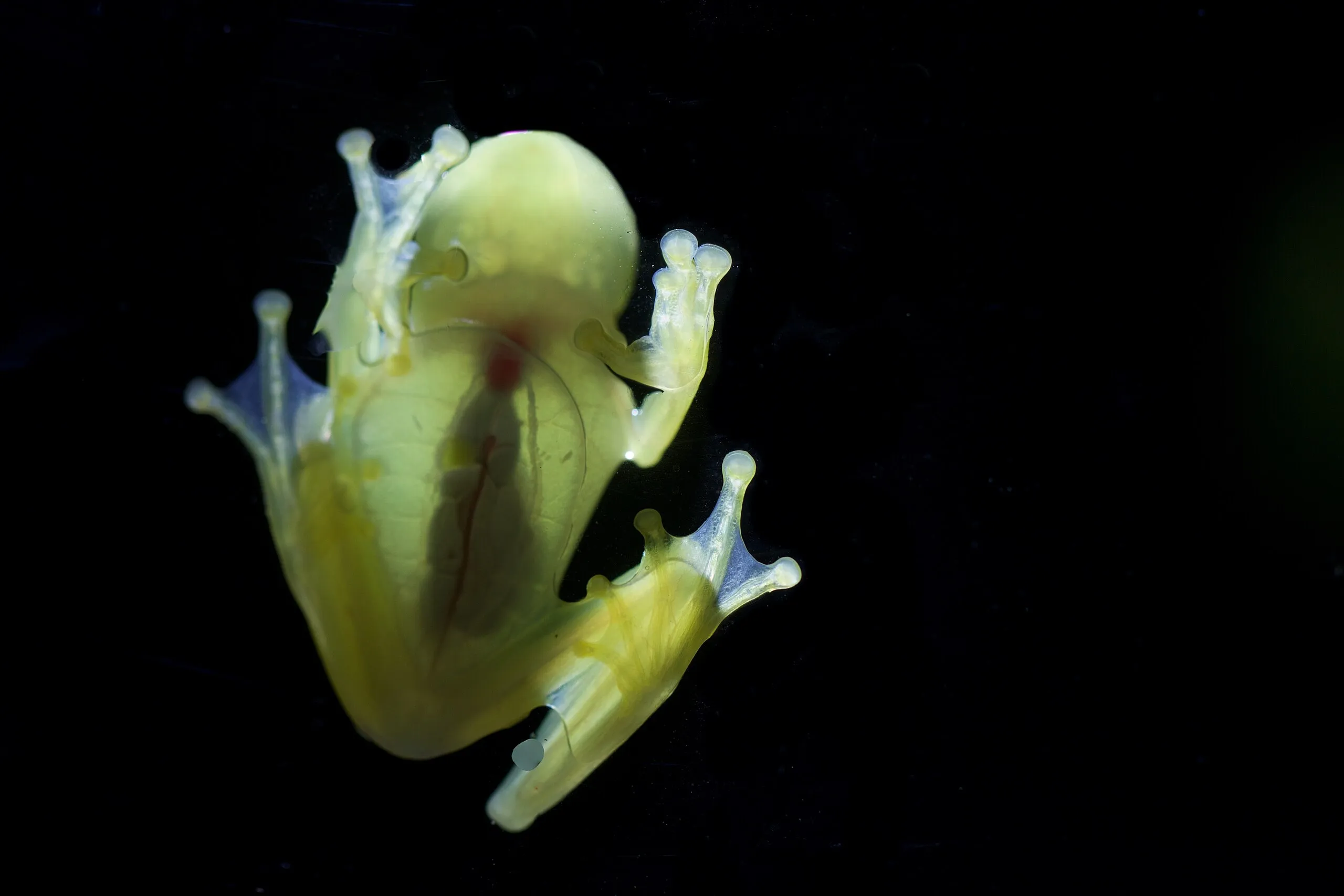 Bare-hearted glass frog