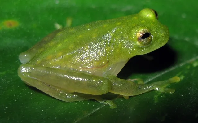 Fleischmann's glass frog