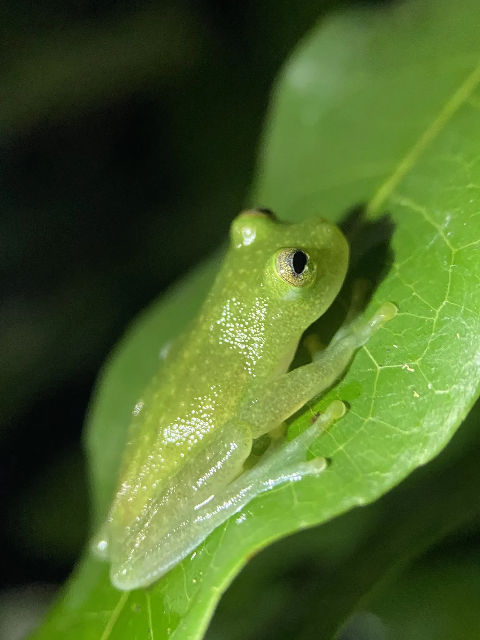 Fleischmann's glass frog