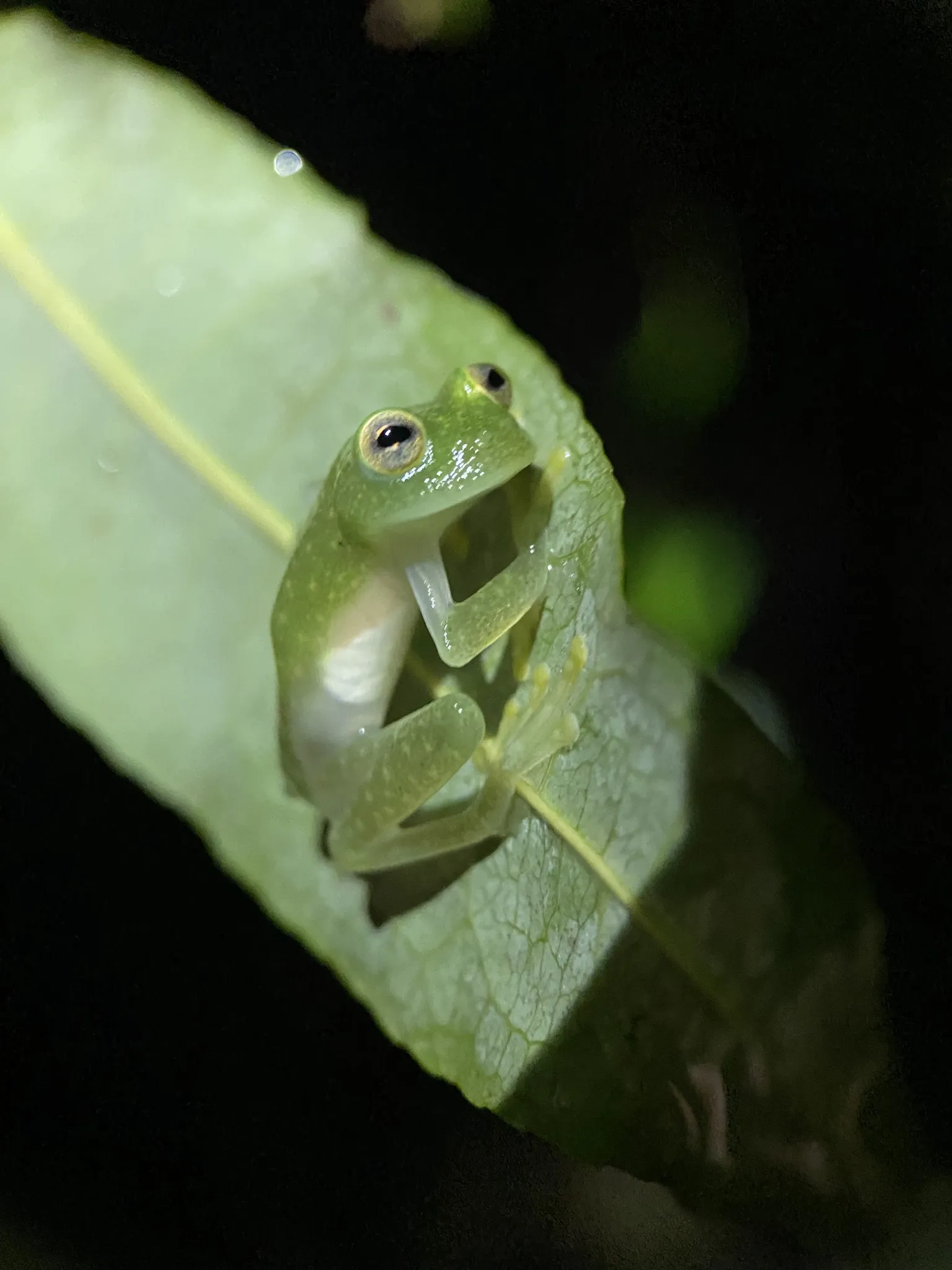 Fleischmann's glass frog