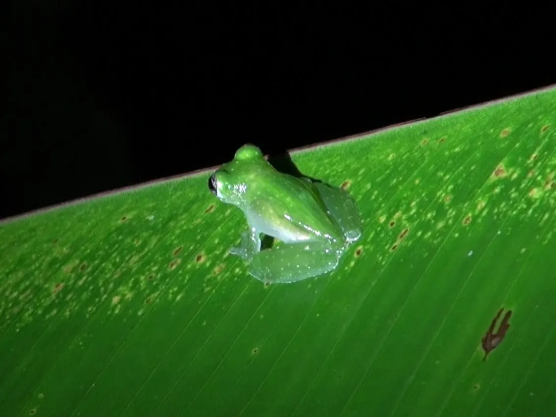 La Palma glass frog