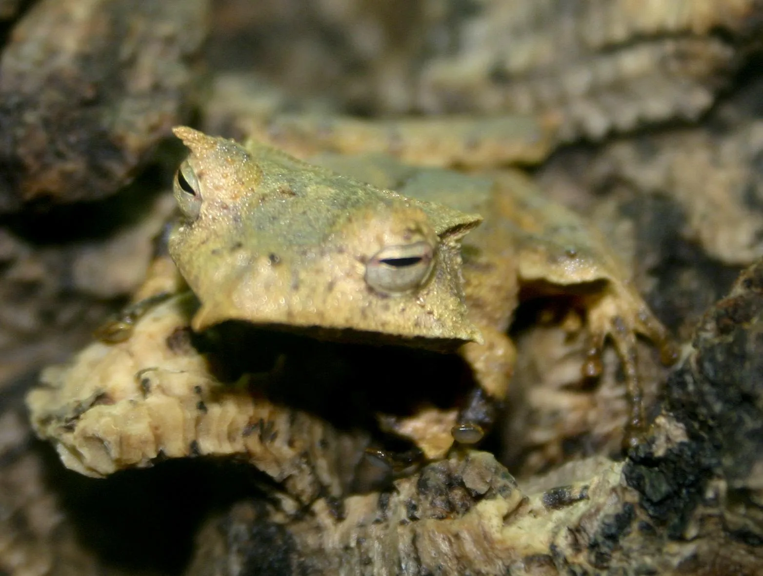 Banded Horned Treefrog