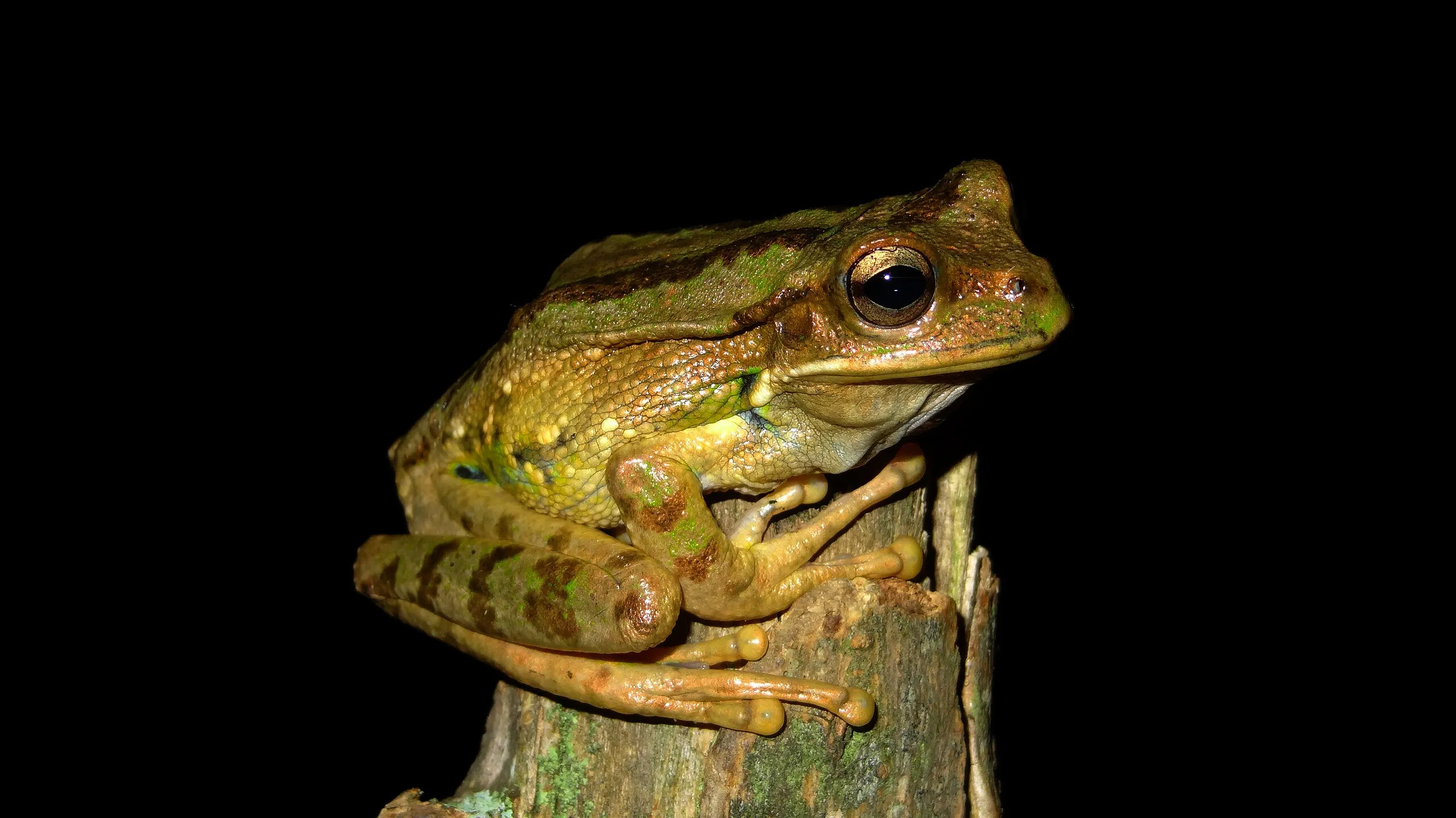 モンティコラフクロアマガエルの写真