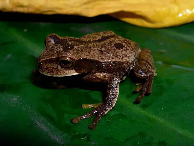 ポパヤンフクロアマガエル