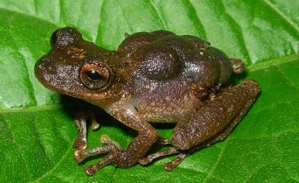 Puerto Cabello Treefrog