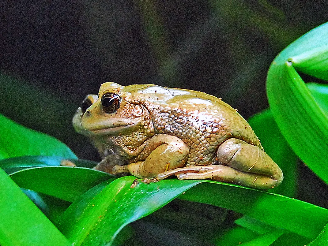 アンデスフクロアマガエルの写真