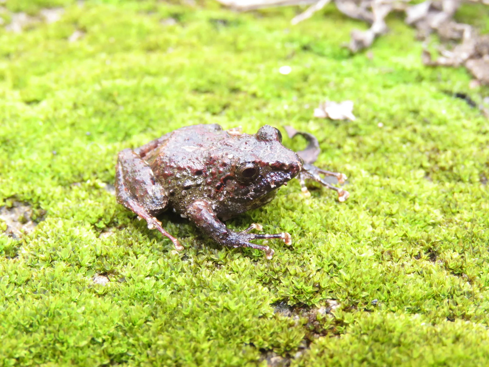 Holt's Robber Frog