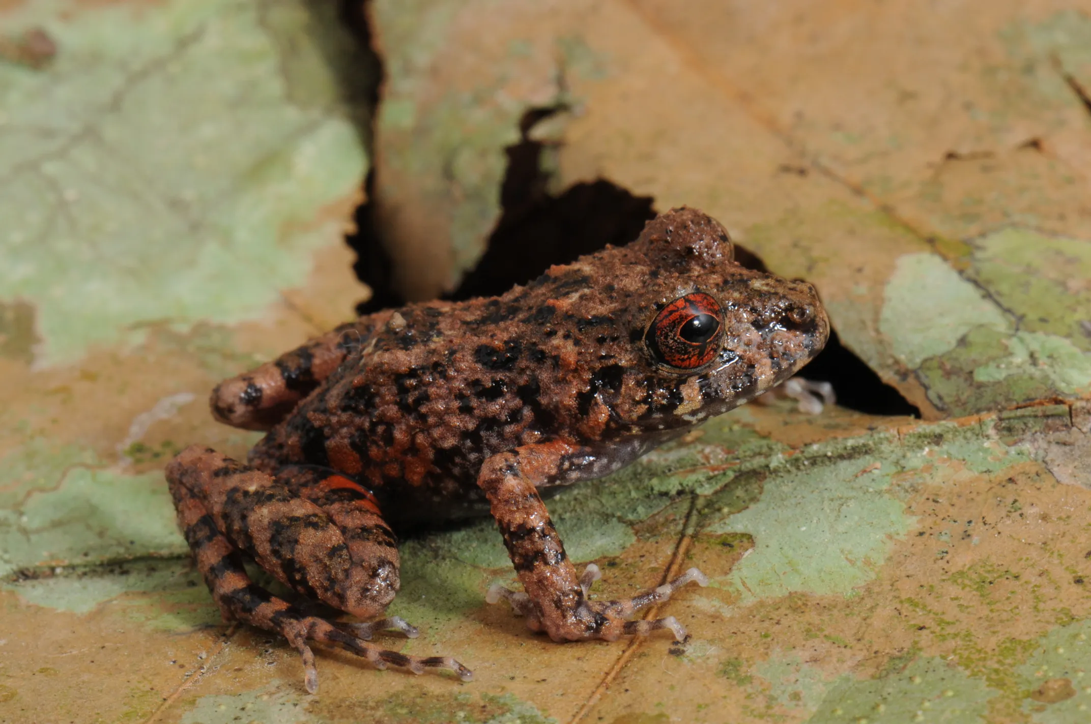 Ischnocnema verrucosa