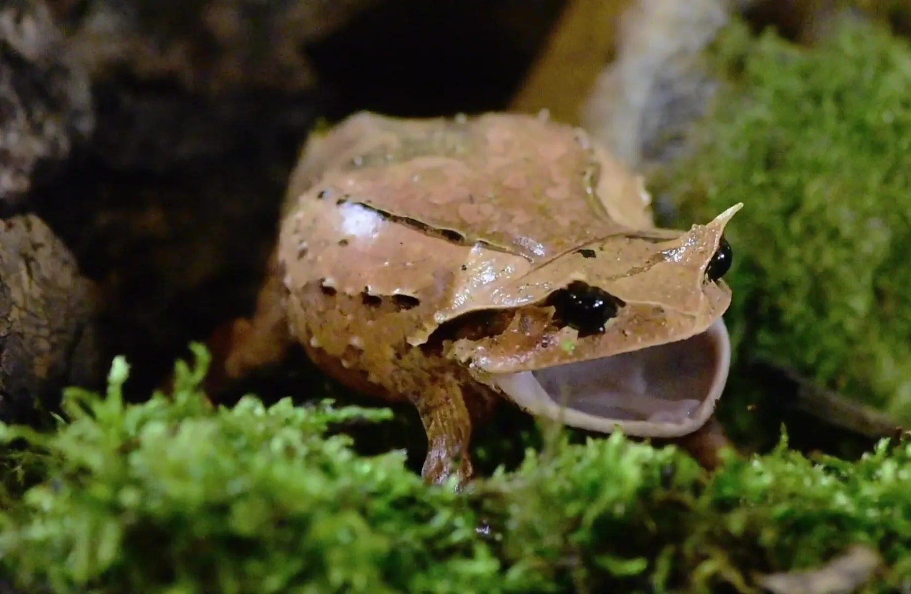 Leaf Frogs