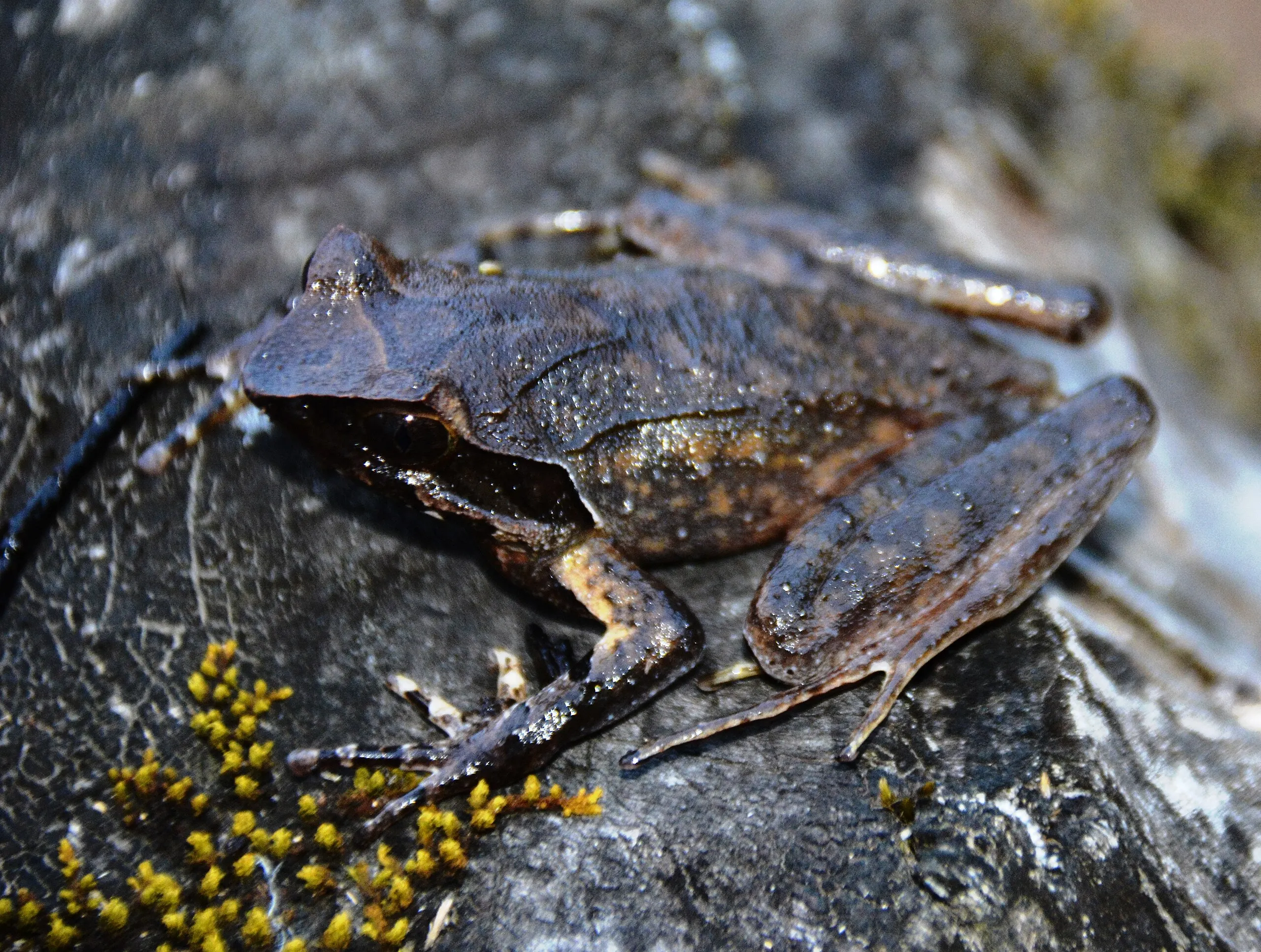 Leaf Frogs