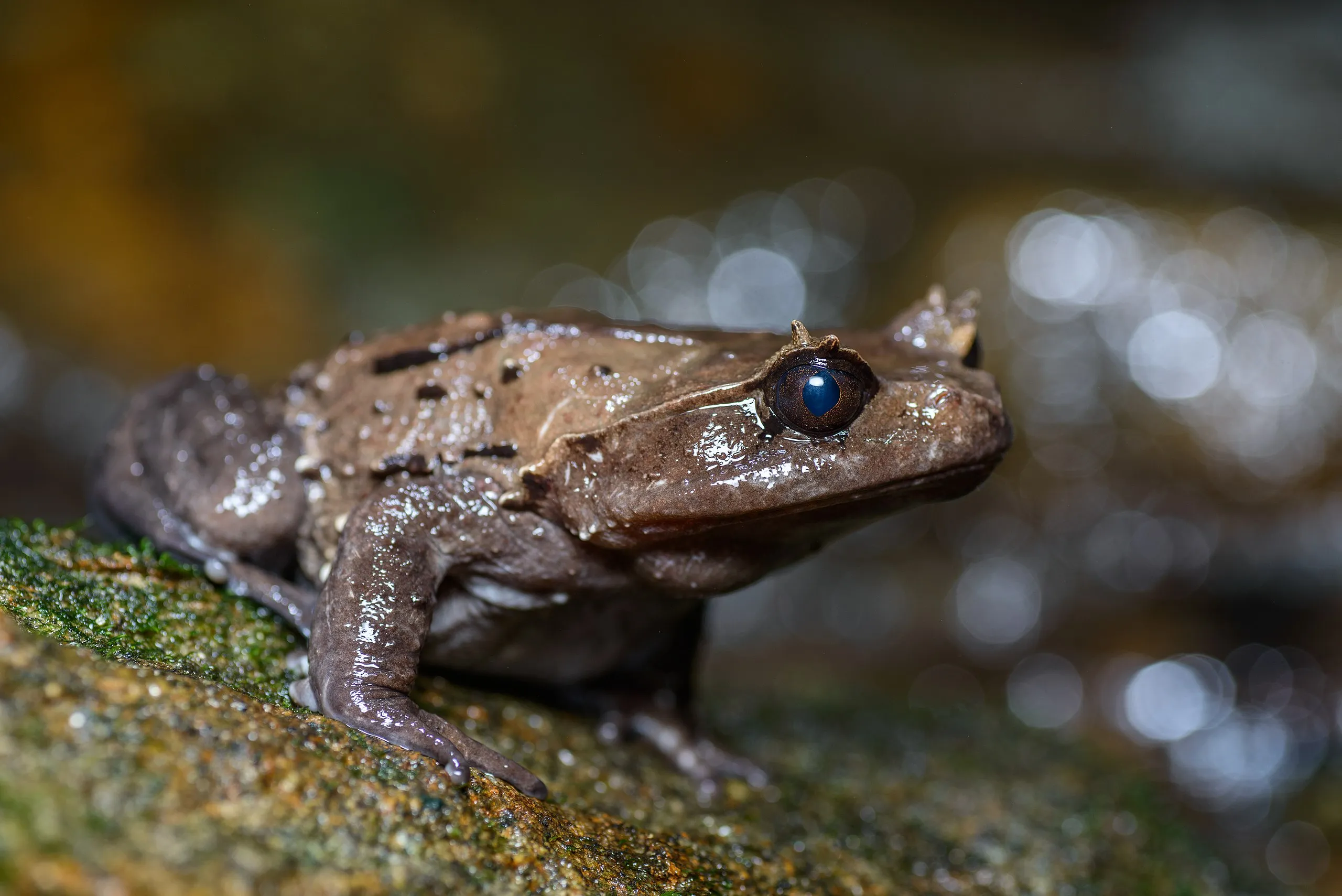 カリンフトコノハガエルの写真