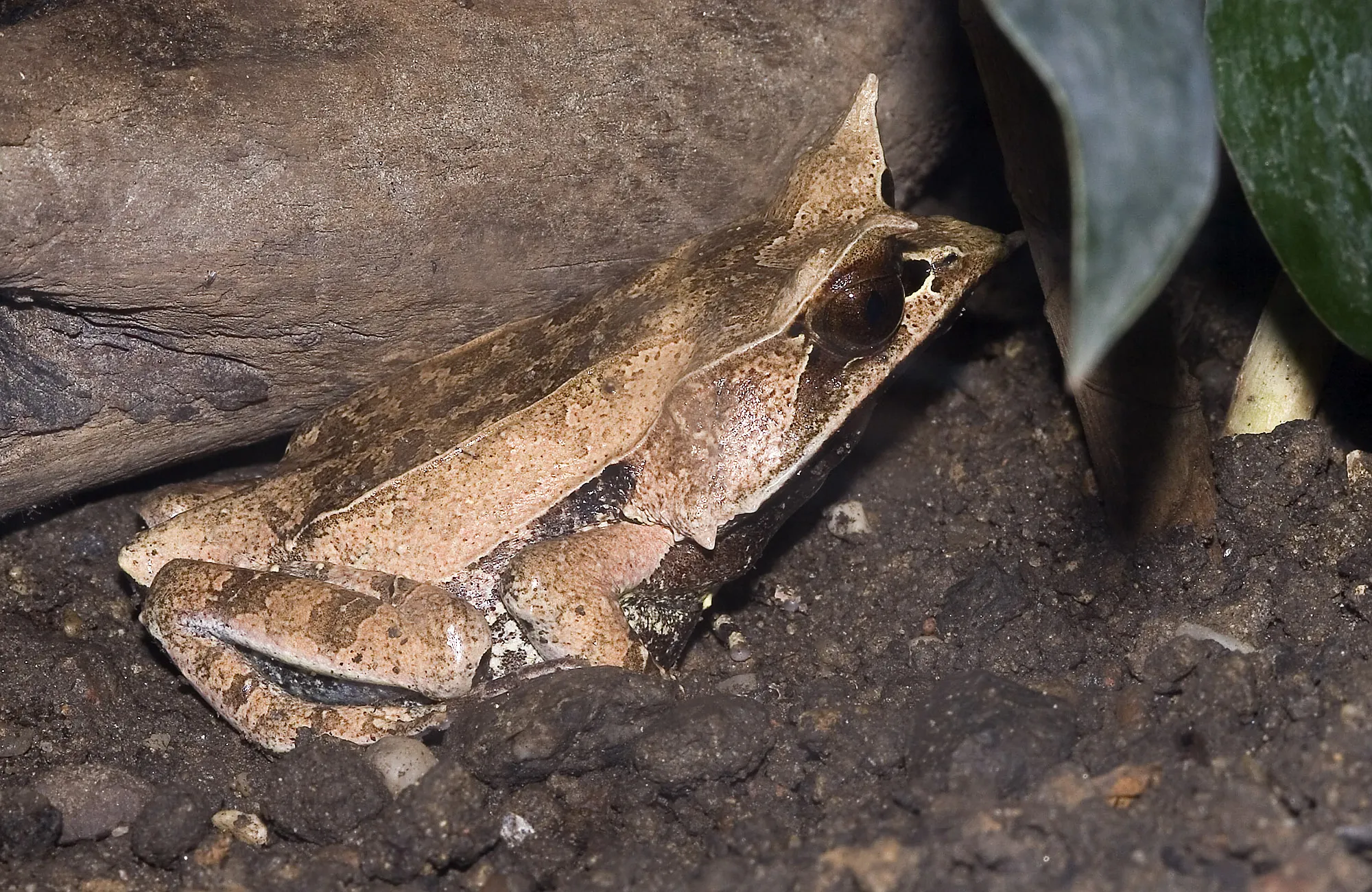 ミツヅノコノハガエルの写真