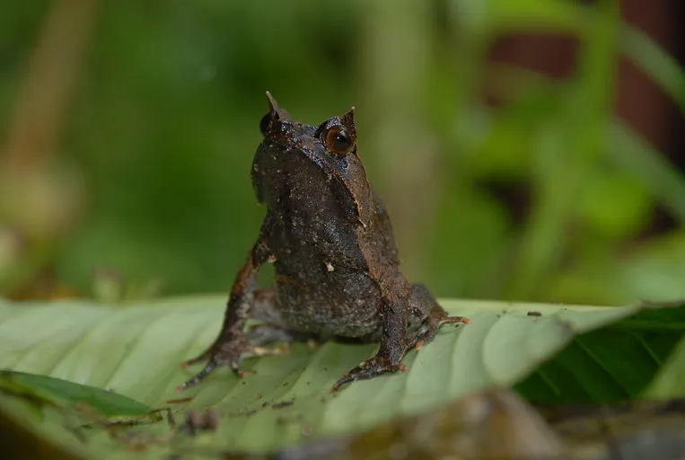 Mindanao Horned Frog