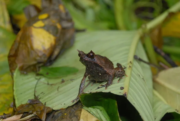 Mindanao Horned Frog