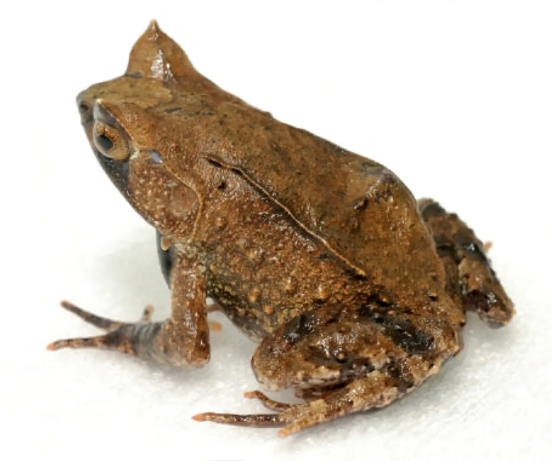 Mindanao Horned Frog