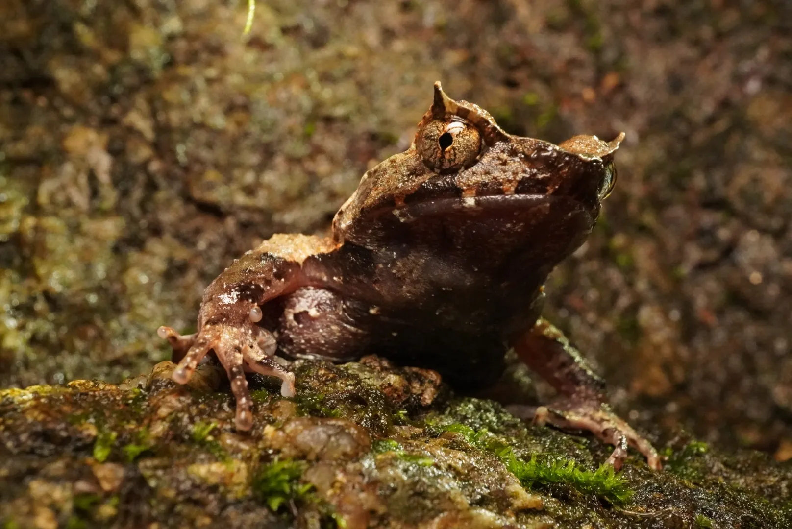 Perak Horned Toad