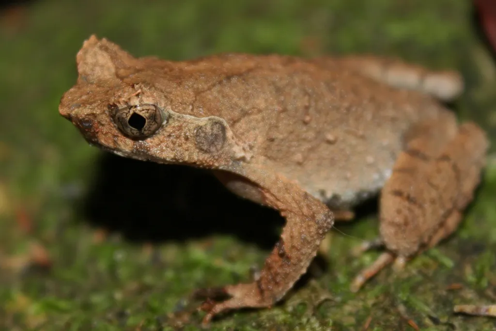 コアシツノコノハガエルの写真