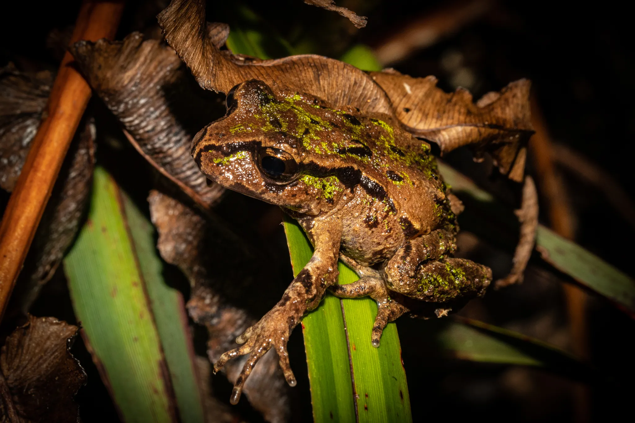 New Zealand Primitive Frogs