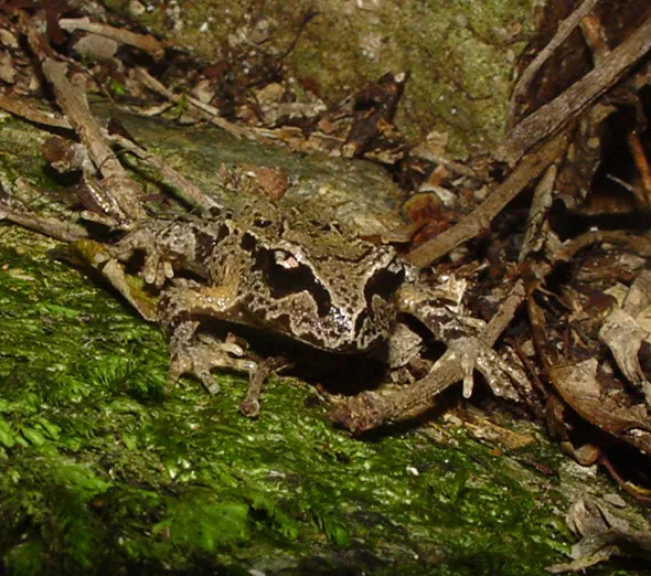 New Zealand Primitive Frogs