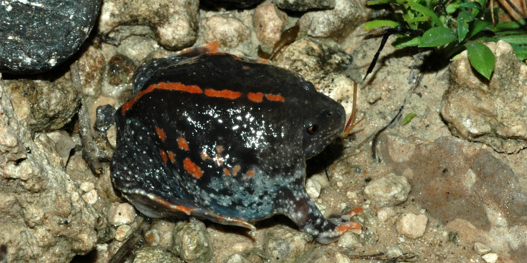 Mexican Burrowing Toad