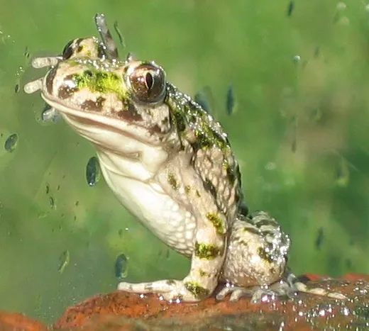 Parsley Frog