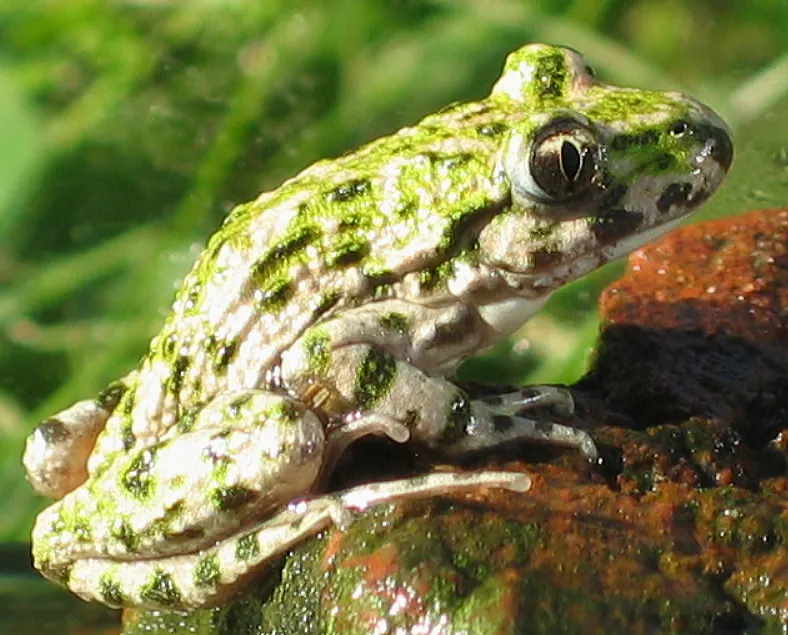 Parsley Frog