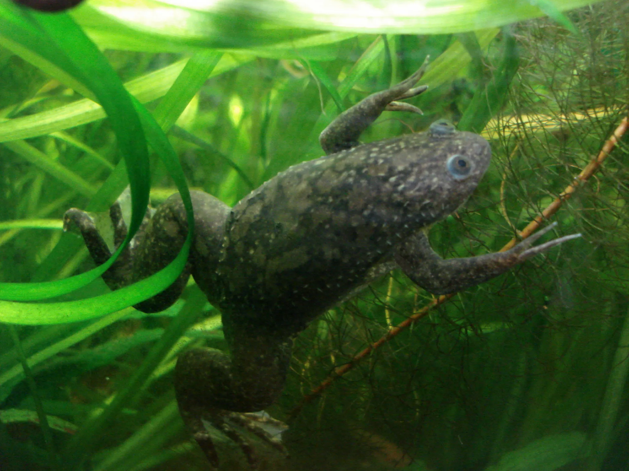 African Clawed Frog