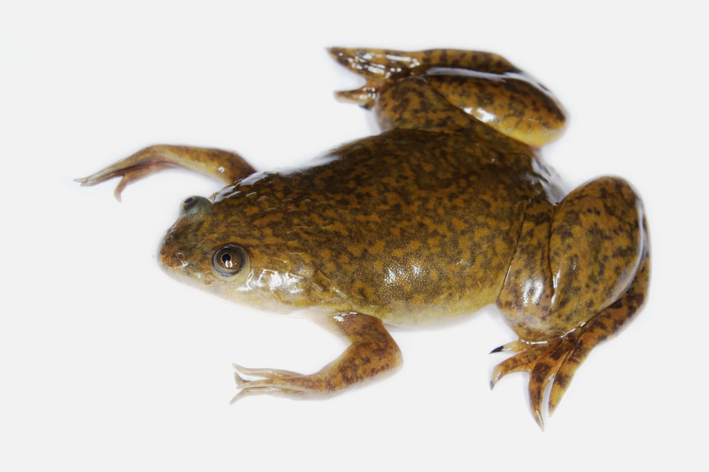 Clawed Frog