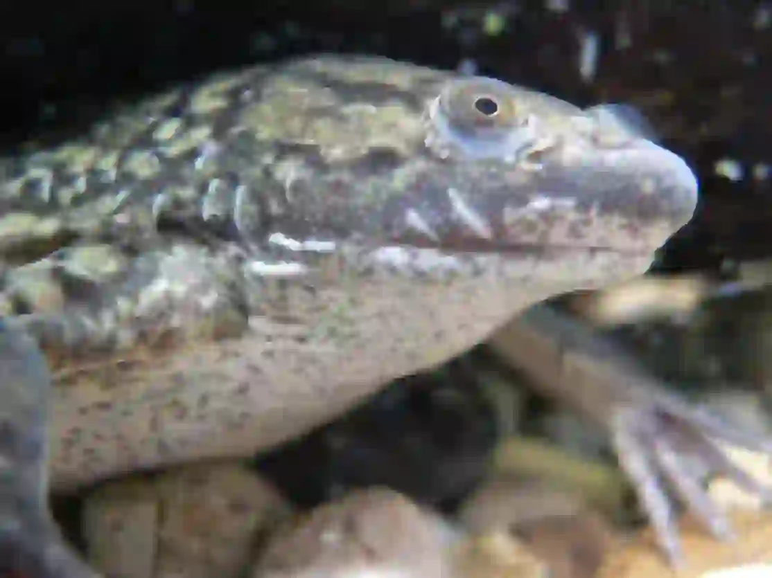 African Clawed Frog