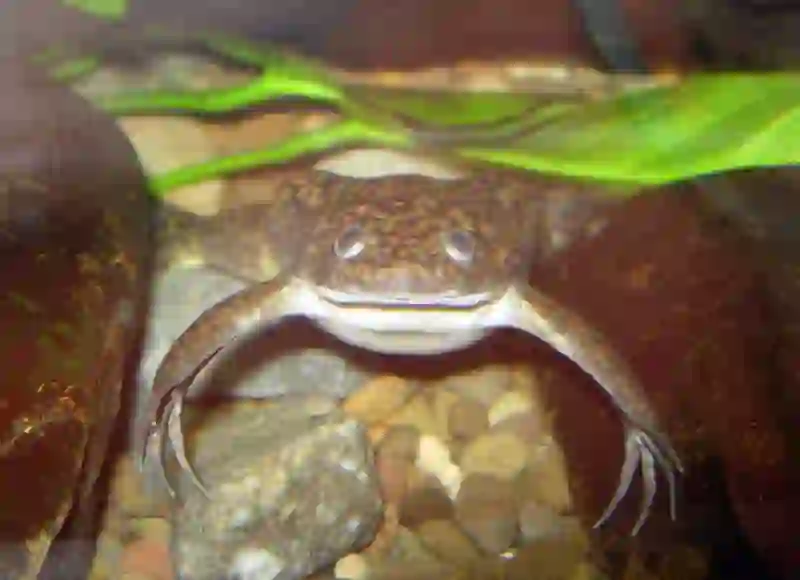 African Clawed Frog