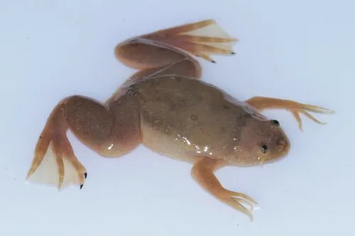 Clawed Frog