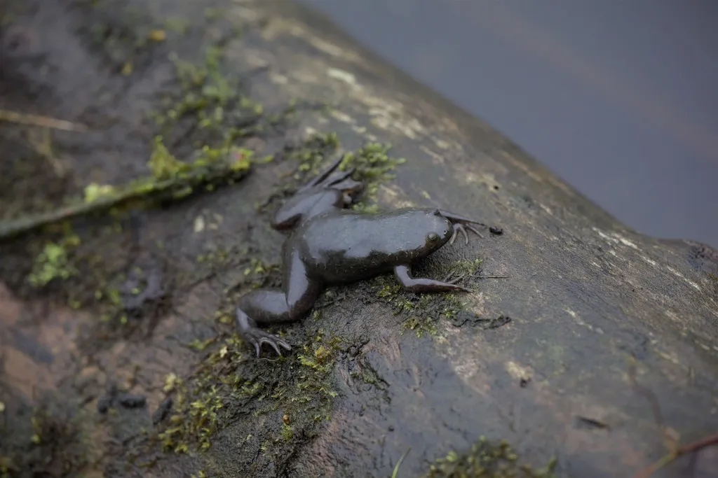 Clawed Frog