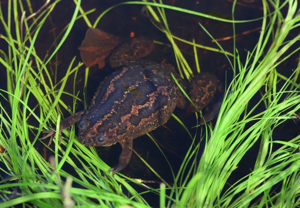 Cape Clawed Frog